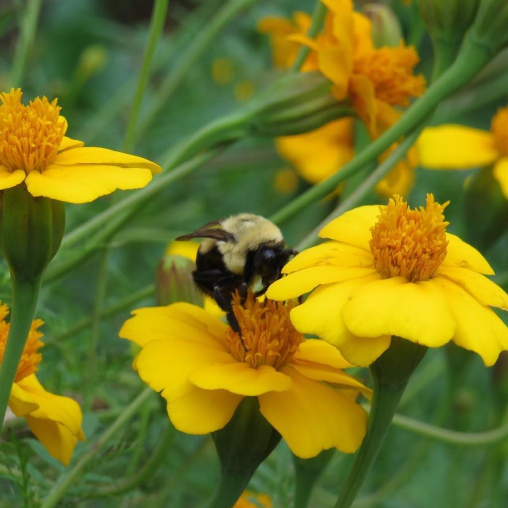 Marigold Seeds - Nematocidal - Sow True Seed