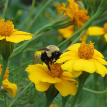 Marigold Seeds - Nematocidal - Sow True Seed