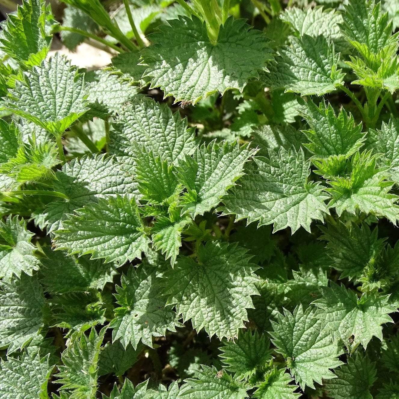 planting nettle seeds Herb Seeds- Stinging Nettle | Sow True Seed