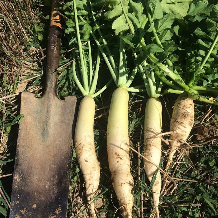 Cover Crop - Nitro Radish - Sow True Seed