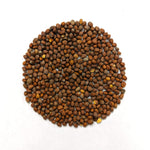 Cover Crop - Nitro Radish - Sow True Seed