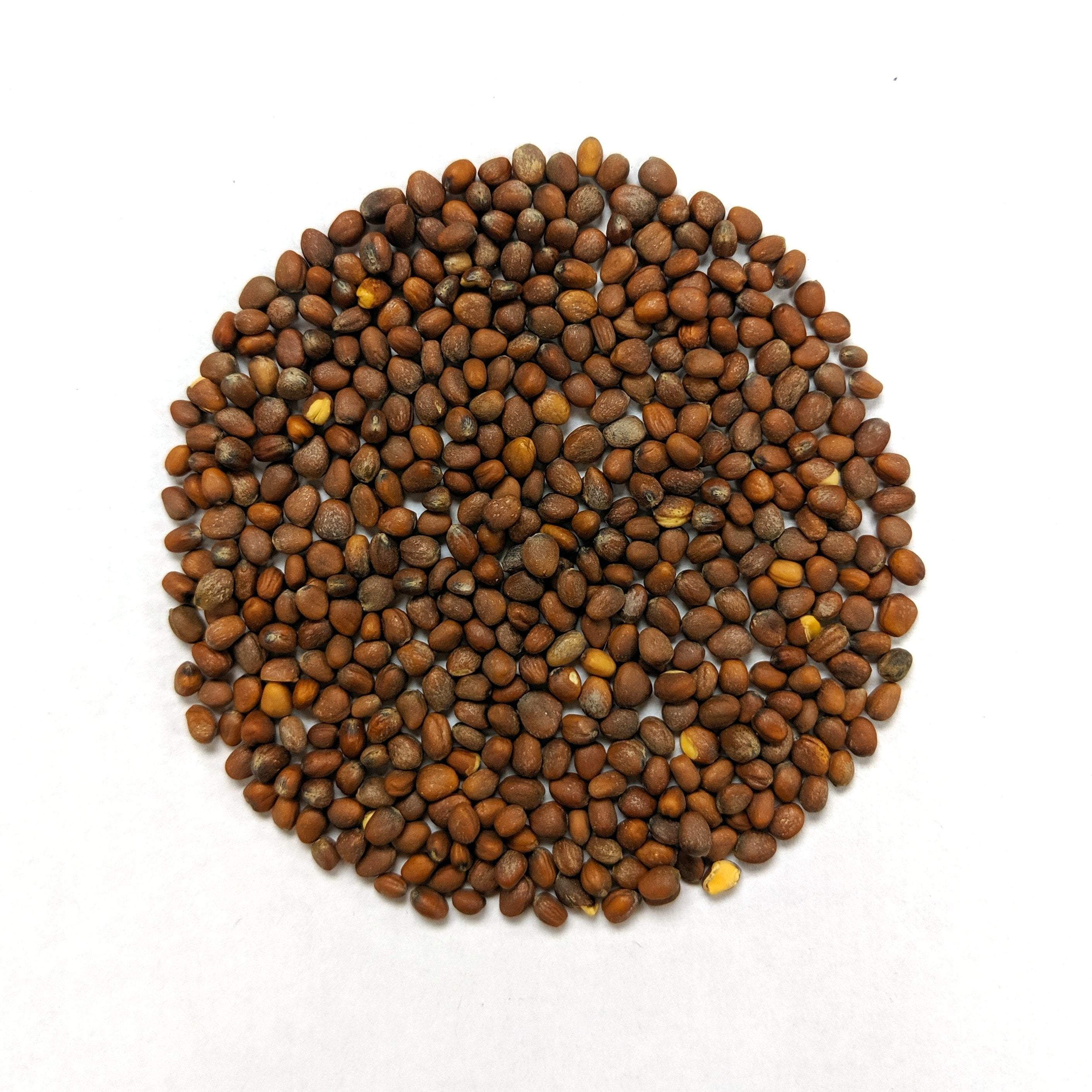 Cover Crop - Nitro Radish - Sow True Seed