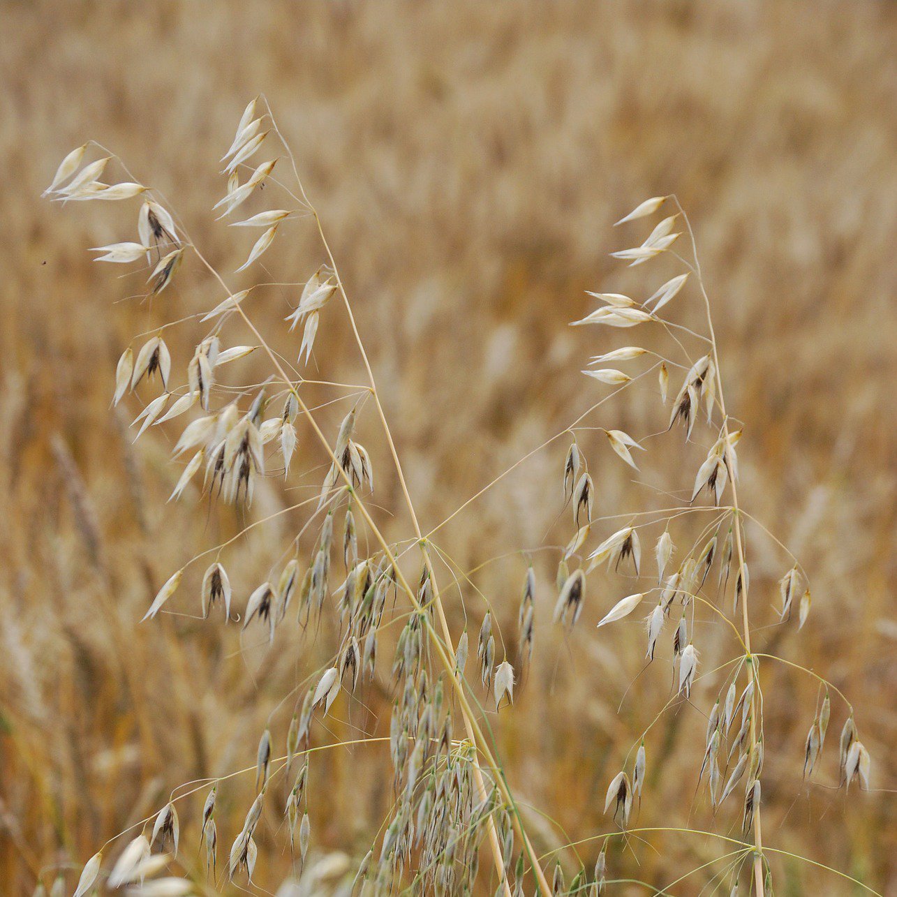Oats | Sow True Seed | Open-Pollinated 
