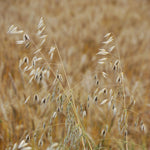 Oats | Sow True Seed | Open-Pollinated 