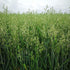 Cover Crop - White Oats