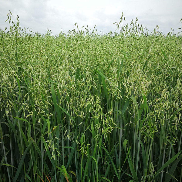 whole oat seeds for planting Cover Crop