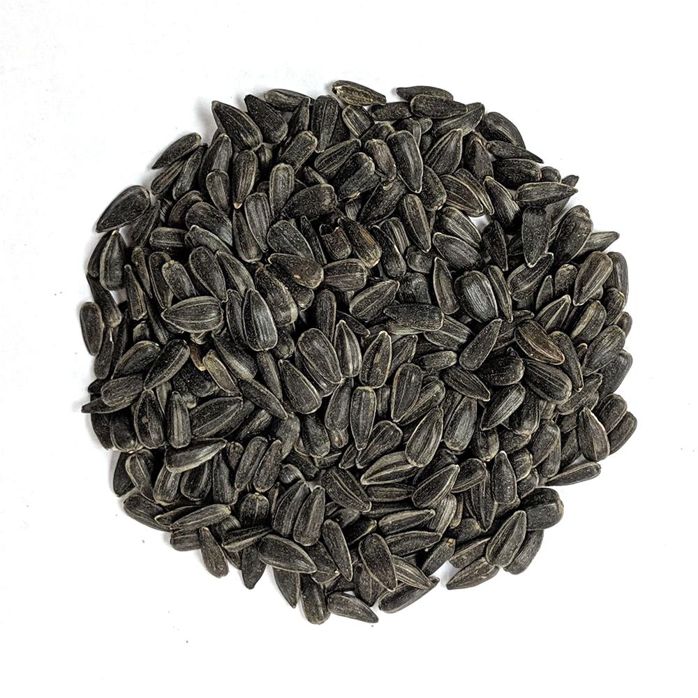 Cover Crop - Oilseed Sunflower - Sow True Seed