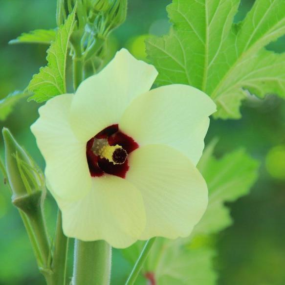 Okra Seeds - Aunt Hettie's Red - Sow True Seed
