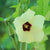 Okra Seeds  - Langston Longhorn - Sow True Seed