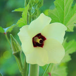 Okra Seeds - Granddaddy's - Sow True Seed