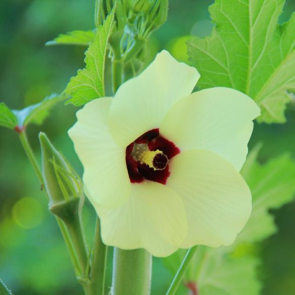 Okra Seeds - Granddaddy's - Sow True Seed