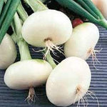 Onion - Bianca di Maggio - Sow True Seed
