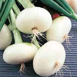 Onion - Bianca di Maggio - Sow True Seed