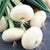 Onion - Bianca di Maggio - Sow True Seed