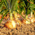 Onion - Texas Early Grano - Sow True Seed