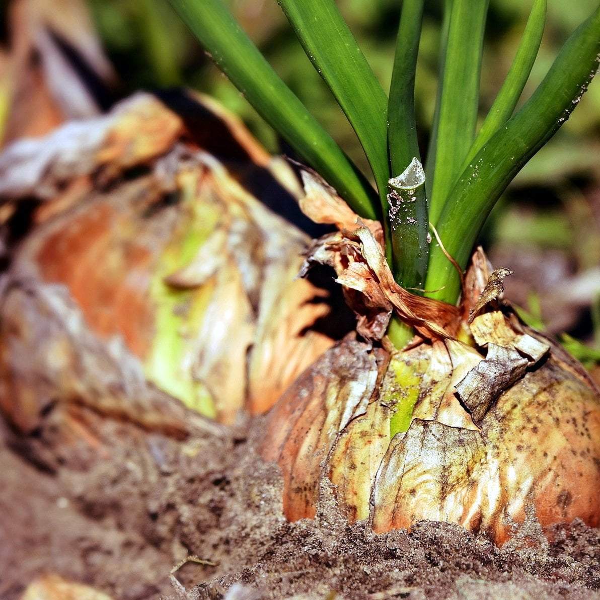 Onion - Walla-Walla Sweet Spanish - Sow True Seed