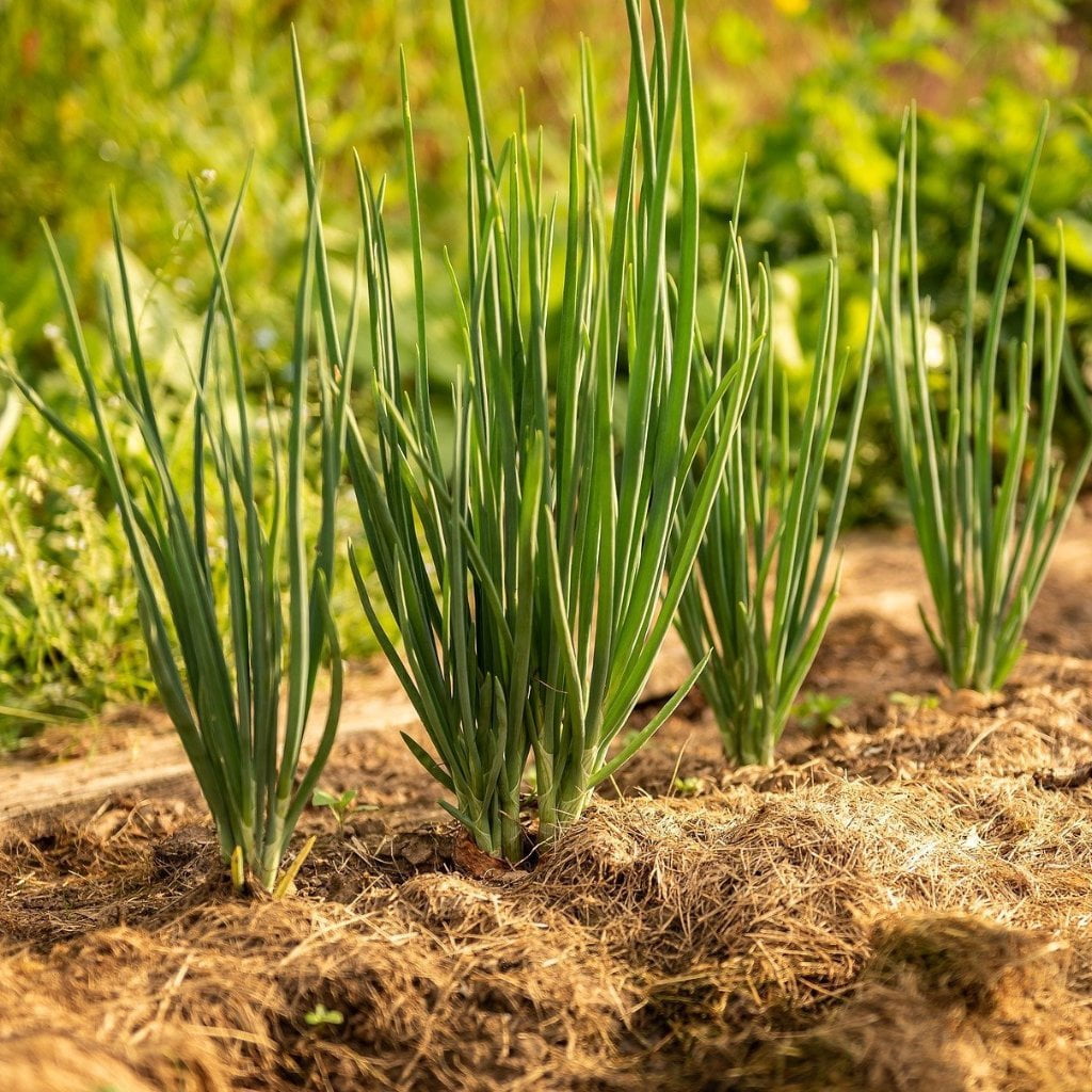 Bunching Onion - Evergreen Bunching Nebuka - Sow True Seed