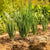 Bunching Onion - Evergreen Bunching Nebuka - Sow True Seed