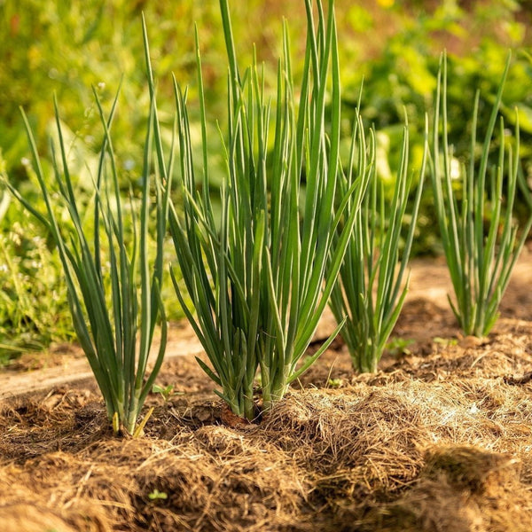 planting bunching onions from seed Bunching Onion Seeds