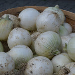 Onion - White Grano - Sow True Seed