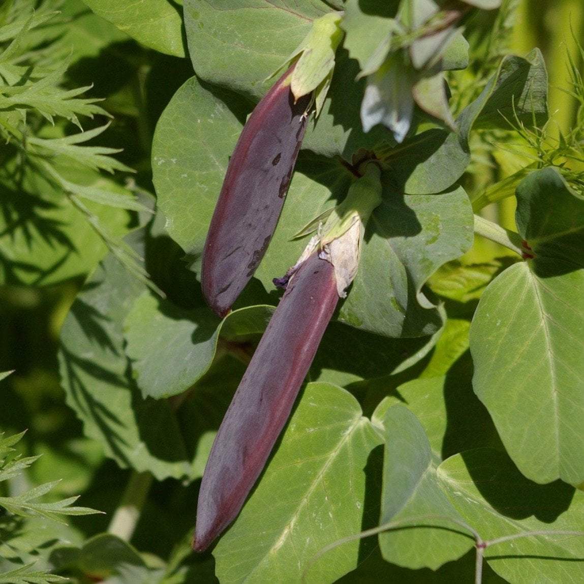 Snap Pea Seeds - Sugar Magnolia - Sow True Seed