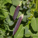 Snap Pea Seeds - Sugar Magnolia - Sow True Seed