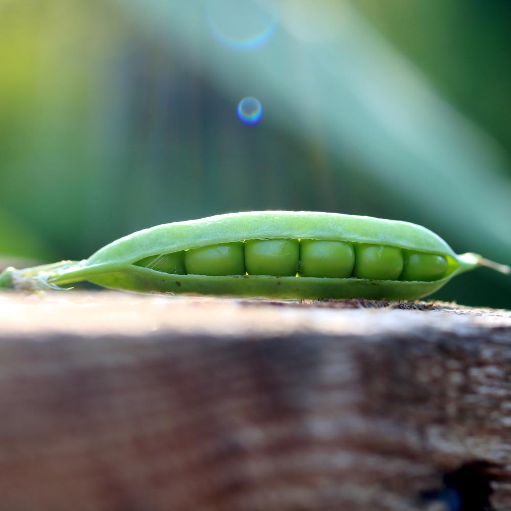 Shelling Pea - Little Marvel - Sow True Seed