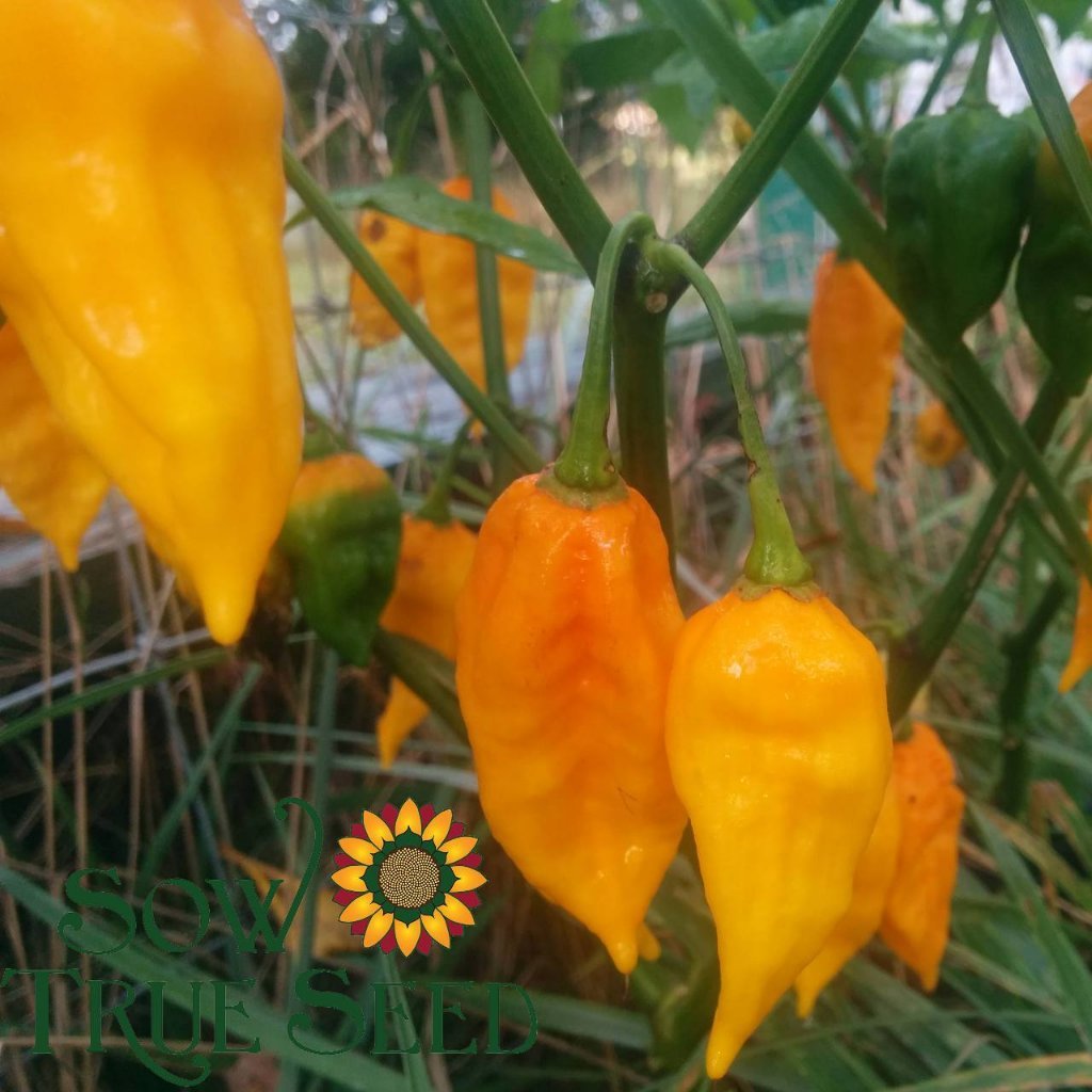 Hot Pepper Seeds - Fatali, ORGANIC | Sow True Seed