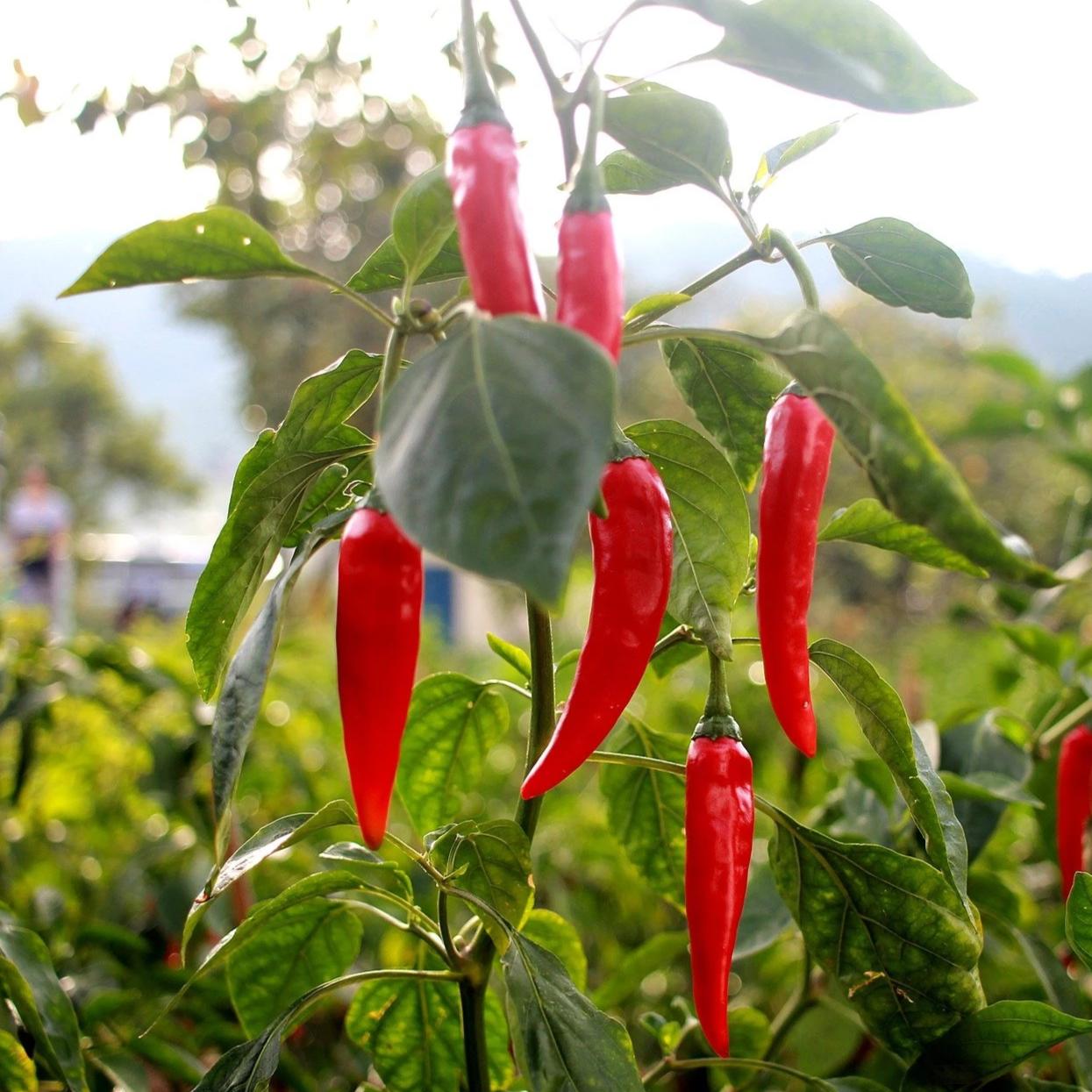 Hot Pepper - Serrano Tampiqueño - Sow True Seed