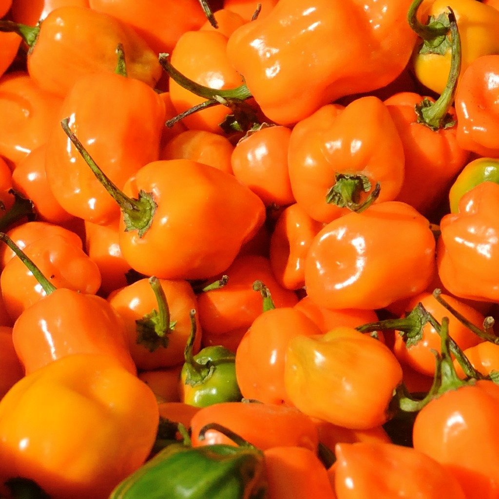 Hot Pepper Seeds - Habanero, | True Seed