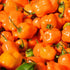 Hot Pepper Seeds - Habanero, Orange