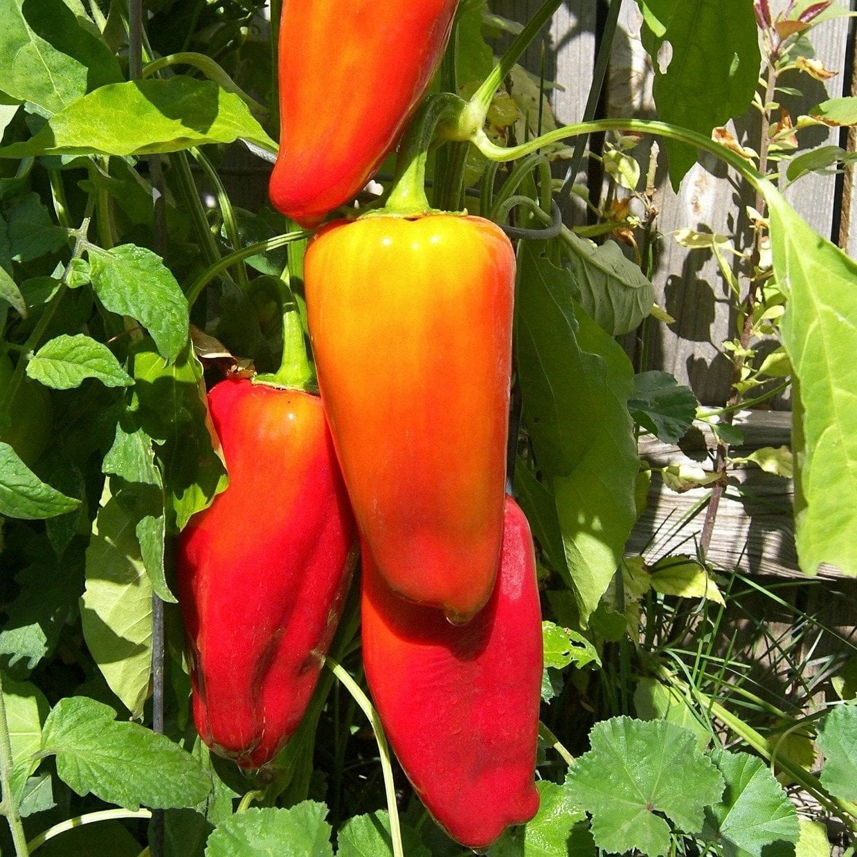 Sweet Pepper Seeds - Mega Marconi - Sow True Seed