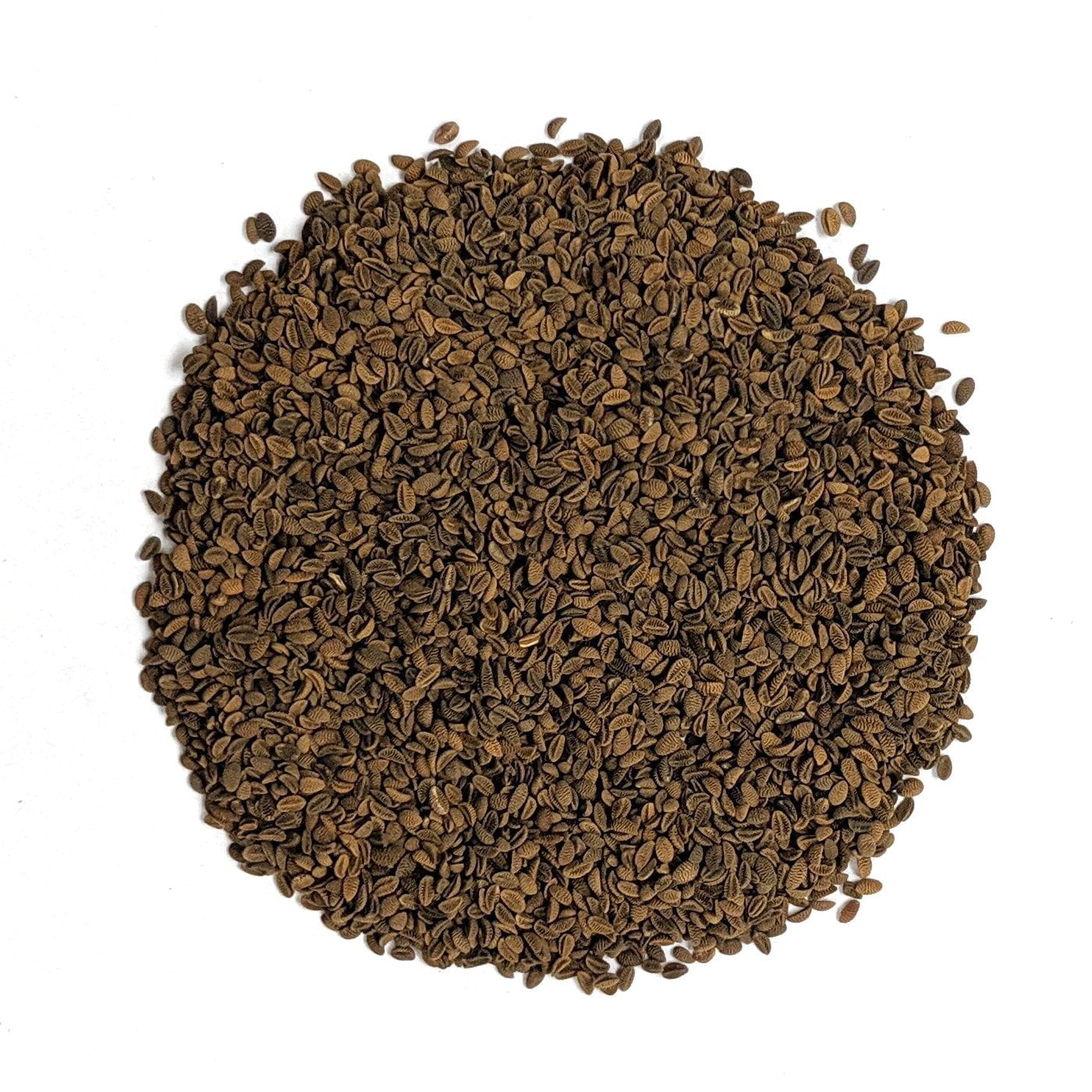 Cover Crop - Phacelia - Sow True Seed