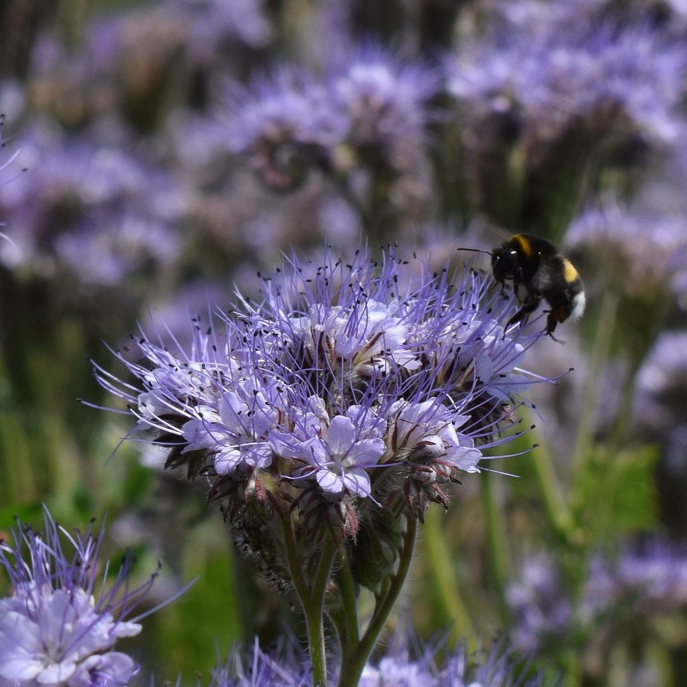 Cover Crop - Phacelia - Sow True Seed