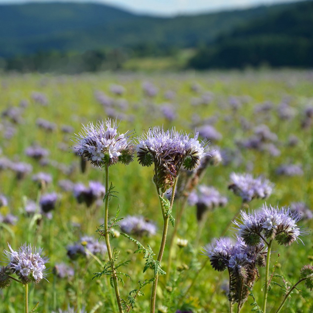 Cover Crop - Phacelia - Sow True Seed