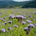 Cover Crop - Phacelia - Sow True Seed