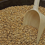 Drying Bean Seeds- Pinto - Sow True Seed