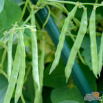 Pole Bean - Bertie Best Greasy - Sow True Seed