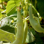 Pole Bean - Lazy Wife Greasy - Sow True Seed