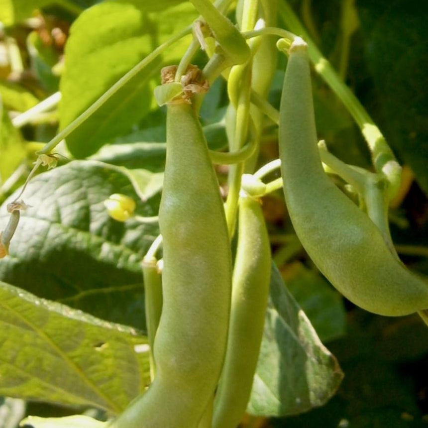 Pole Bean - Lazy Wife Greasy - Sow True Seed
