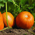 Pumpkin Seeds - Connecticut Field