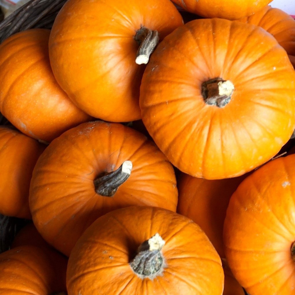 sugar pumpkin seeds for planting Small Sugar Pumpkin Seeds | Sow True Seed