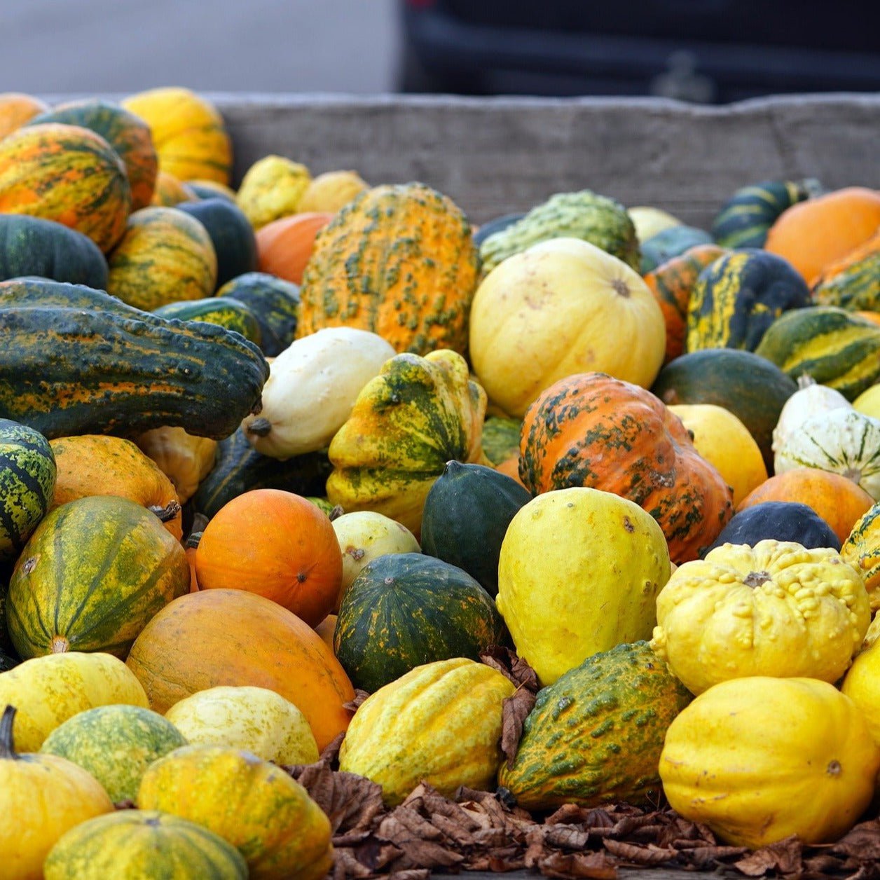 Gourd Seeds - Small Ornamental Mix - Sow True Seed