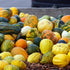 Gourd Seeds - Small Ornamental Mix