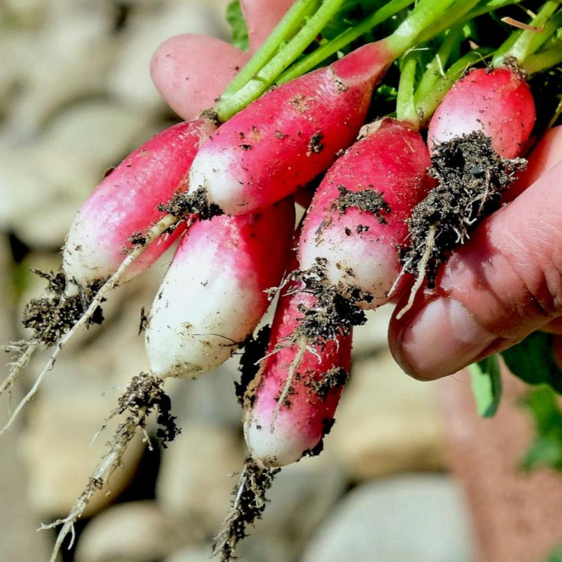 planting french breakfast radish seeds Radish Seeds