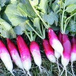 Radish Seeds - French Breakfast, ORGANIC - Sow True Seed