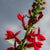 Cardinal Flower Seeds - Sow True Seed
