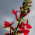Lobelia Seeds - Cardinal Flower