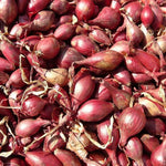 Shallot - French Red - Sow True Seed