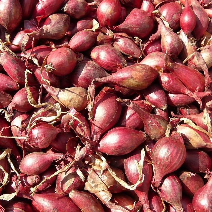 Shallot - French Red - Sow True Seed